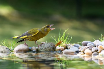 The Greenfinch on the stones and the grass. It protects the place from the water. East Moravia. Europe.