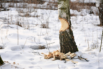 bobrowe drzewo © PAWEL