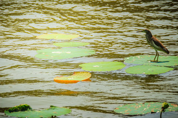 Cute Chinese pond heron bird (Ardeola bacchus) perching on lotus leaf and waiting to catch the fish...