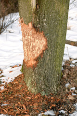 bobrowe drzewo © PAWEL