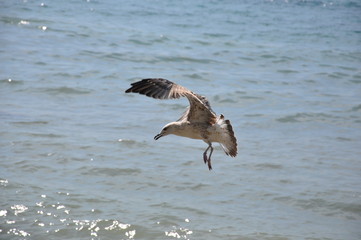 Naklejka premium gull in flight
