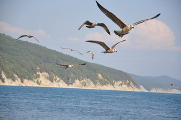 Fototapeta na wymiar gull in flight