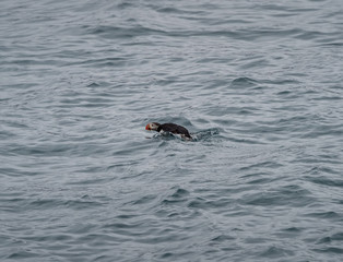 Fototapeta premium Atlantic cute puffin on the cold ocean, Svalbard, Norway