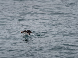 Obraz premium Atlantic cute puffin on the cold ocean, Svalbard, Norway