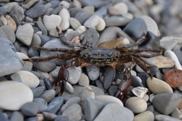 crab on the pebbles