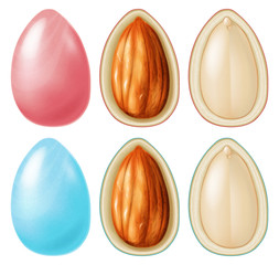 Almond nut dragees. Vector illustration.