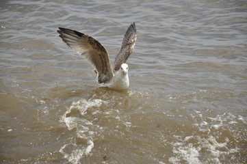 Fototapeta na wymiar gull 