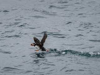 Atlantic cute puffin on the cold ocean, Svalbard, Norway