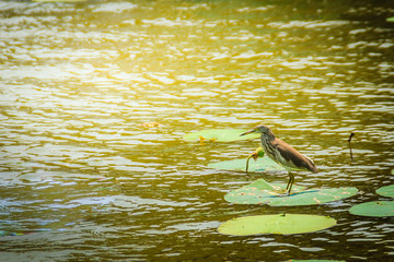 Cute Chinese pond heron bird (Ardeola bacchus) perching on lotus leaf and waiting to catch the fish...