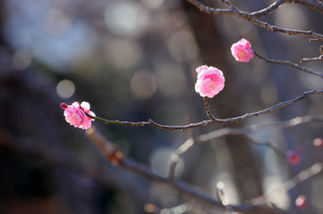 紅梅咲く