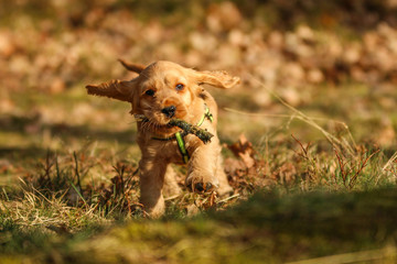A portrait picture of a cute small puppy of a cocker spaniel during a walk in the woods. He is...