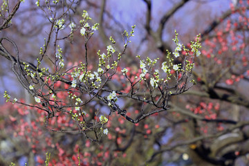 紅白の梅林