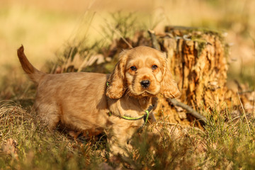 A portrait picture of a cute small puppy of a cocker spaniel during a walk in the woods. He is...