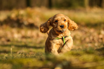 A portrait picture of a cute small puppy of a cocker spaniel during a walk in the woods. He is...