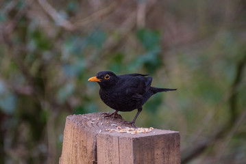 Wild Birds - Blackbird