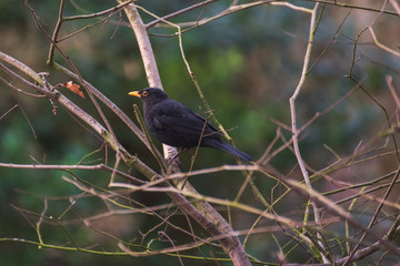 Wild Birds - Blackbird