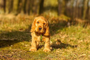 A portrait picture of a cute small puppy of a cocker spaniel during a walk in the woods. He is...