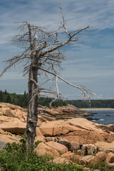 dried tree on the shore of Acadia National Park, USA