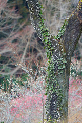 春の樹木