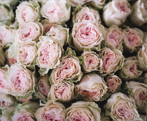 Beautiful pink roses texture, close up view