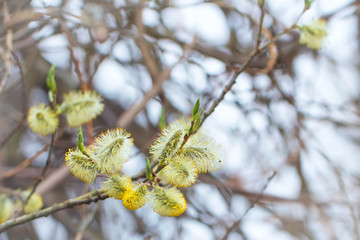 blooming branch of fluffy willow in the forest, festive spring background