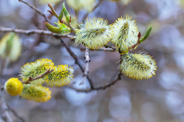 blooming branch of fluffy willow in the forest, festive spring background