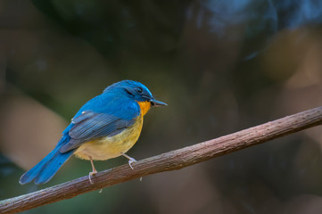 Hill Blue Flycatcher on branch at Chong Yen, Kamphaeng Phet Province, Thailand