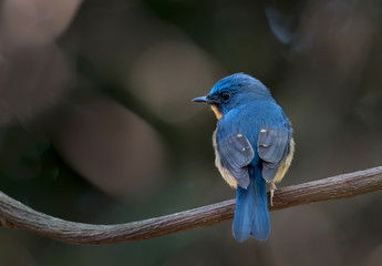 Hill Blue Flycatcher on branch at Chong Yen, Kamphaeng Phet Province, Thailand