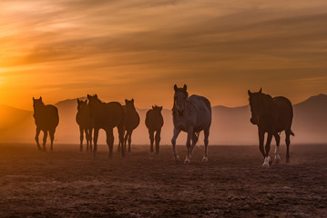 Fototapeta na wymiar The cowboy who tamed horses at sunset