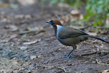 White-necked Laughingthrush in nature at Chong Yen, Kamphaeng Phet Province, Thailand.