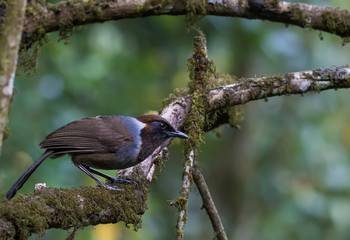 White-necked Laughingthrush on branch in nature at Chong Yen, Kamphaeng Phet Province, Thailand.