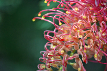 Close up of a red Australian native grevillea flower, family Proteaceae, against a natural green bokeh background