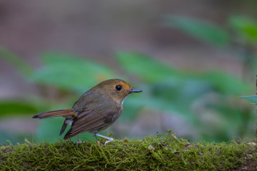 Rufous-browed Flycatcher birds on branch in nature