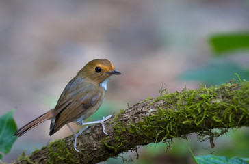 Rufous-browed Flycatcher birds on branch in nature