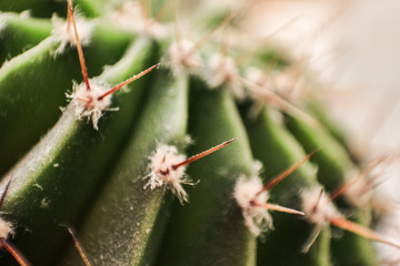 Cactus needles in macro.