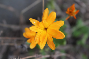 Fototapeta premium Fleur