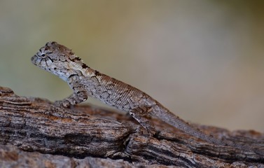 A  small lizard on a branch