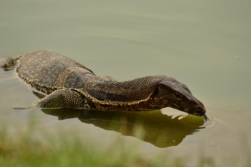 Monitor lizard in water, Thailand, Bangkok