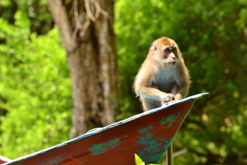 Macaque sitting on red boat