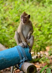 Macaque monkey sitting on blue drain, Indonesia