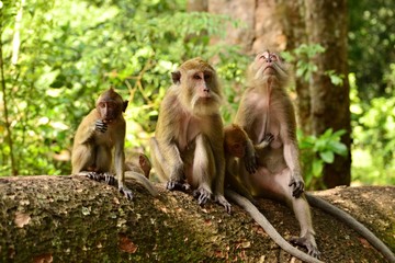 Naklejka na ściany i meble Macaque monkeys sitting on a tree