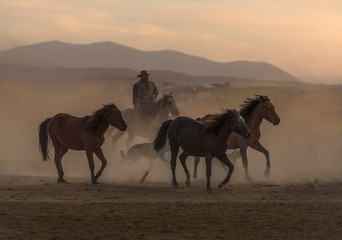 Cowboy dander, smoke and dust was in the wild horses