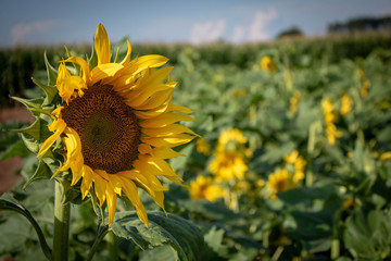 Fototapeta premium sunflower in the field