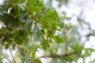 close up of acorn branch