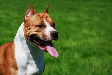 Dog breed Staffordshire Terrier