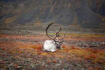 Wild reindeer in his natural habitat in the tundra of Svalbard, Norway, Arctic