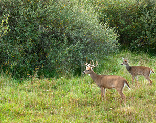 Whitetail Buck with Doe