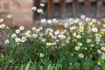 Blühende Kamille vor Haus in Garten