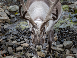 Wild reindeer in his natural habitat walking in the tundra of Svalbard, Norway, Arctic