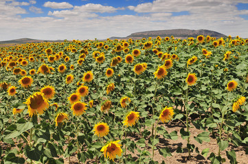 Obraz premium Sunflower field (Helianthus annuus), Costa de la Luz, Cadiz Province, Andalusia, Spain.